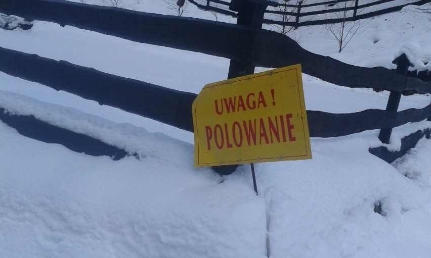 Trwają polowania w Beskidzie Małym. Rozstawiono tablice ostrzegawcze