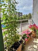 Konkurs na najładniejszy balkon i przydomowy ogródek ogłosiła Spółdzielnia Mieszkaniowa Lokator w Zduńskiej Woli ZDJECIA