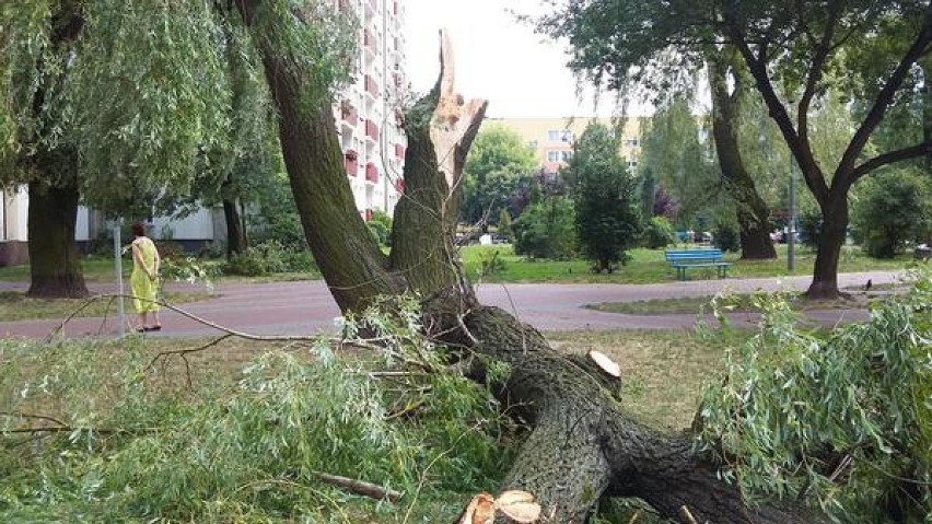 Połamane drzewa na osiedlu Trzech Wieszczy.