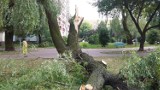 Częstochowa: połamane drzewa i zerwane linie wysokiego napięcia