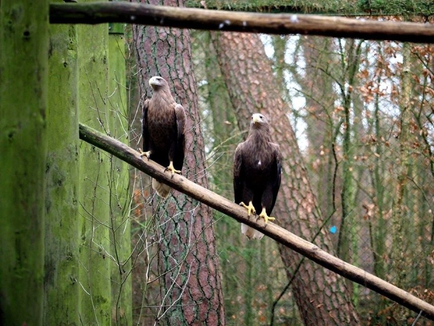 Woliński Park Narodowy zyskał nowego mieszkańca