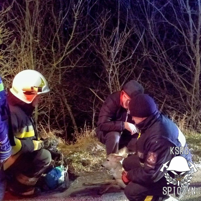 Strażacy ze Spiczyna uratowali sarnę, która weszła na zamarznięty staw (ZDJĘCIA)