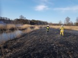 Pożary suchych traw sieją spustoszenie w powiecie bełchatowskim [ZDJĘCIA]