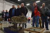Rekordowa wystawa gołębi i królików w Targach Kielce. Niektóre rasy zadziwiały (WIDEO, zdjęcia)