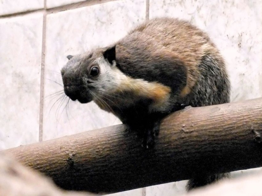 Wiewiórka olbrzymia we wrocławskim zoo