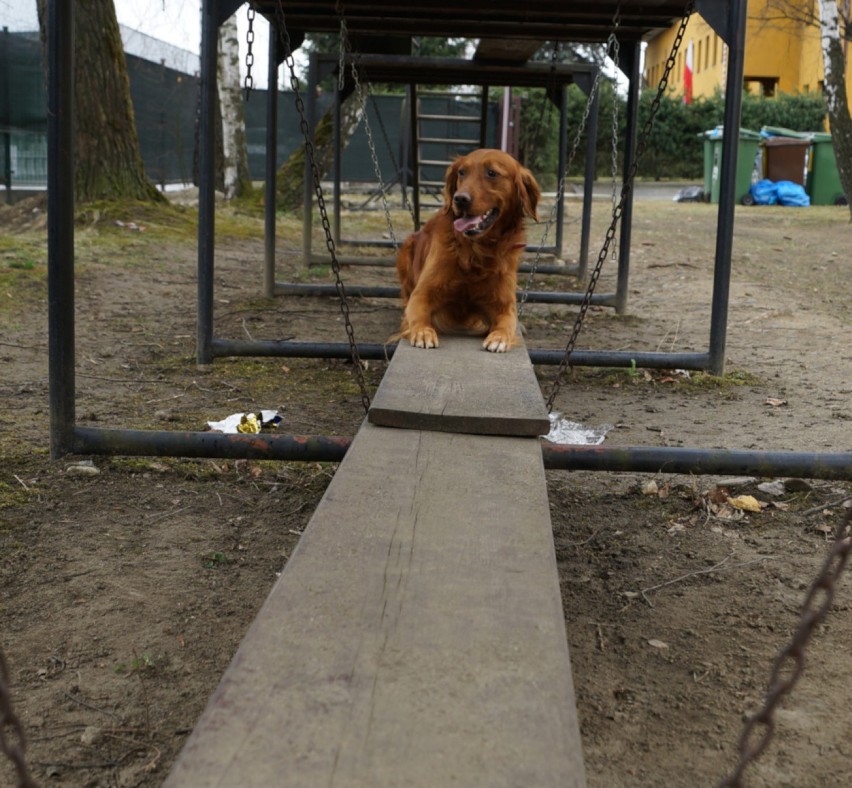 Nowy Sącz. Pokazowe szkolenie psów ratowniczych. Musiały odszukać człowieka uwięzionego pod gruzem [ZDJĘCIA]