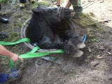 W Starachowicach koń wpadł do studzienki kanalizacyjnej [zdjęcia]