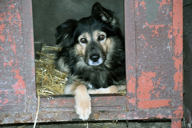 Te psy czekają na adopcję w legnickim schronisku.