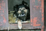 Te psy czekają na adopcję w legnickim schronisku [LEGNICA]