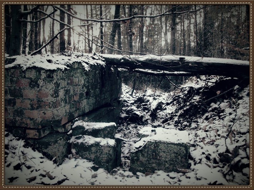 Ruiny starej cegielni ukryte w leśnej gęstwinie pod Lubinem