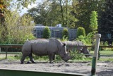 Trwa budowa nowego pawilonu dla nosorożców białych w Śląskim Ogrodzie Zoologicznym ZDJĘCIA