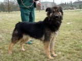 Psy ze schroniska w Bełchatowie czekają na adopcję [ZDJĘCIA]