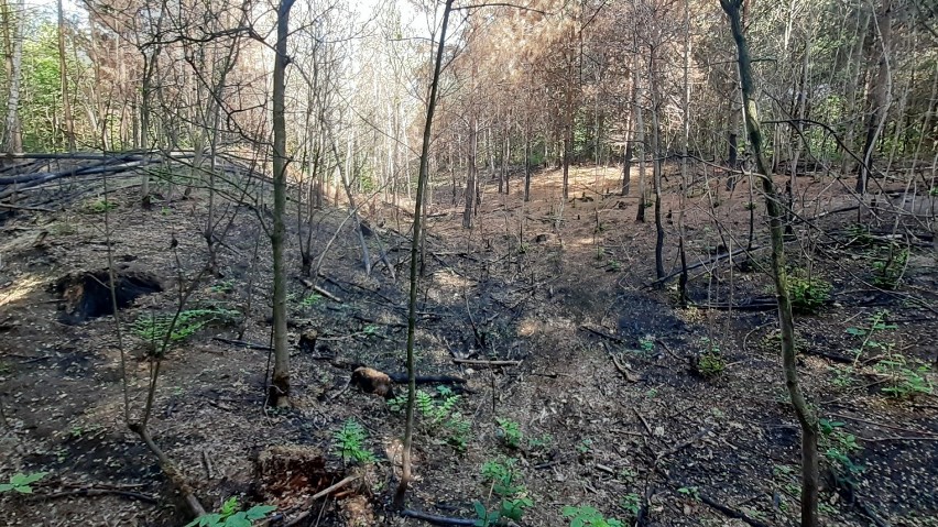 Las w Kościelnej Wsi po pożarze