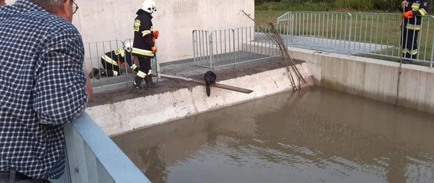 Zabrzeż. Strażacy uratowali bobra. Zwierzę wpadło do zbiornika z wodą i było wycieńczone [ZDJĘCIA]