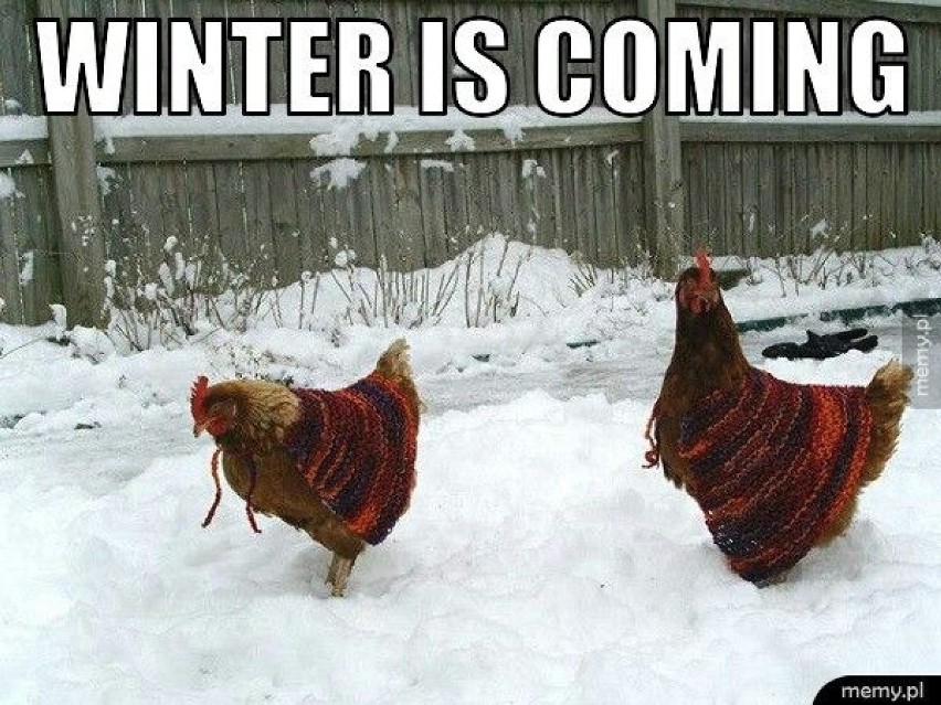 Oto najśmieszniejsze memy o zimie! Mróz, burze śnieżne i...