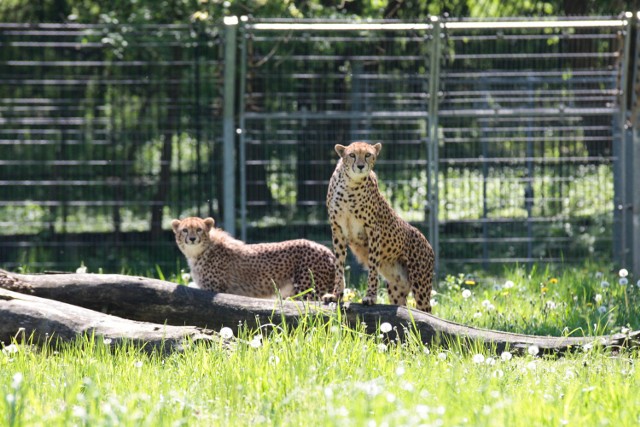 Młode gepardy na wybiegu opolskiego zoo.