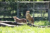 Młody gepardy z opolskiego zoo już na wybiegu