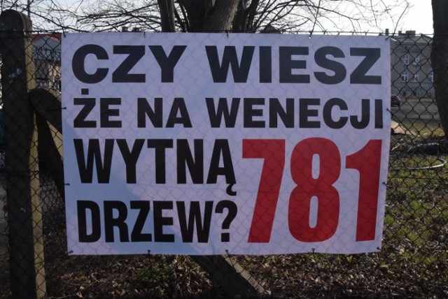 Masowa wycinka drzew nad Weneją. Mieszkańcy protestują