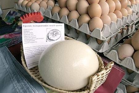 Coraz więcej osób kupuje strusie jaja na gigantyczną jajecznicę dla całej rodziny.
