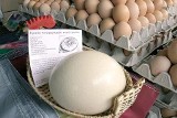 Strusie jaja na rynku
