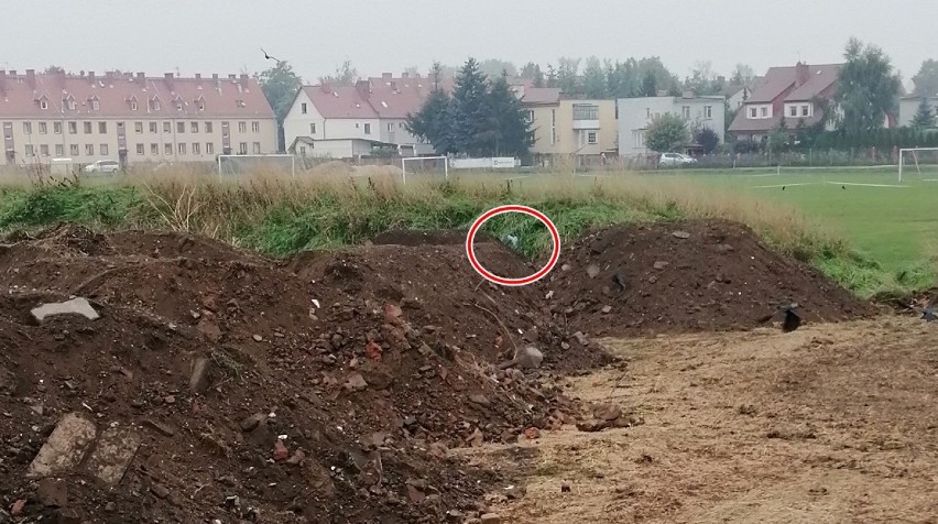 Turkusowa papuga pojawiła się w Legnicy. Żyje na wolności [ZDJĘCIA CZYTELNIKÓW]