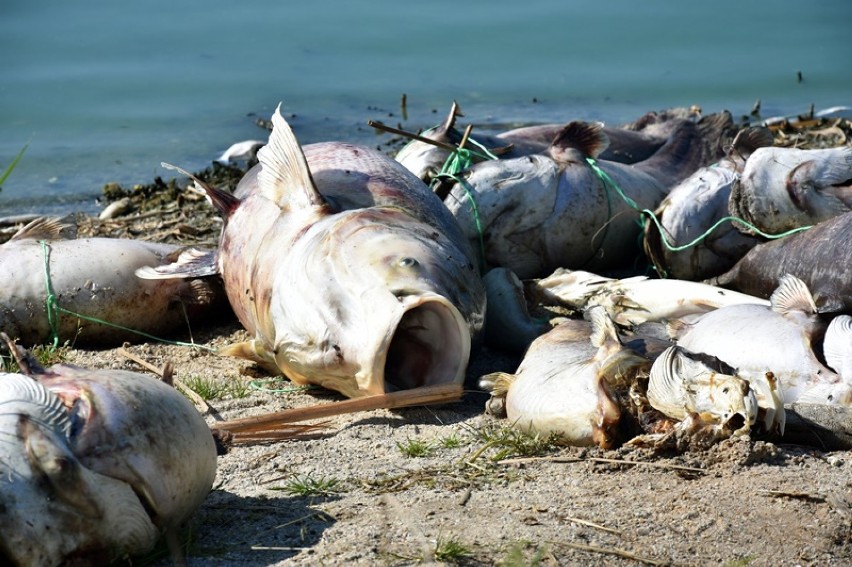 Śnięte ryby na brzegu jeziora Koskowickiego. Jest ich mnóstwo! [ZDJĘCIA]
