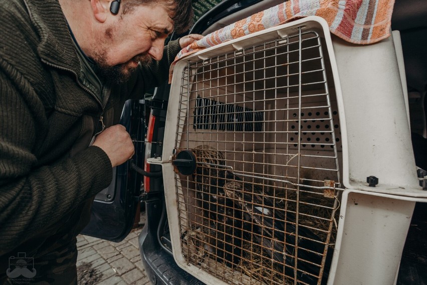 Orzeł potrącony w Limanowej wraca do pełni sił, zjadł pół uda sarny, za nim długa operacja. Te zdjęcia robią wrażenie