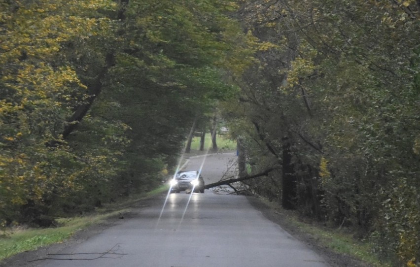 Wichura siała spustoszenie w Tarnowie i regionie. Powalone drzewa, nieprzejezdne drogi [ZDJĘCIA]