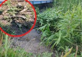 Śnięte ryby w rzece Nielbie w Wągrowcu! Czy to skutek zatrucia Odry? Przedstawiciele WIOŚ wyjaśniają, dlaczego ryby padły 