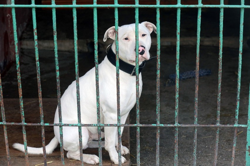 One czekają na adopcję, zobaczcie zdjęcia piesków w Legnica