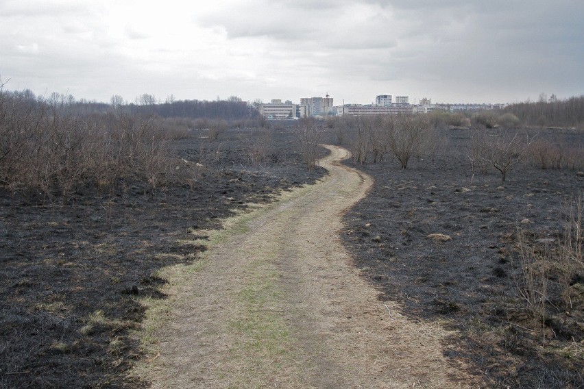 Pożar na Ruczaju: wypaliło się 95 hektarów łąk [ZDJĘCIA]