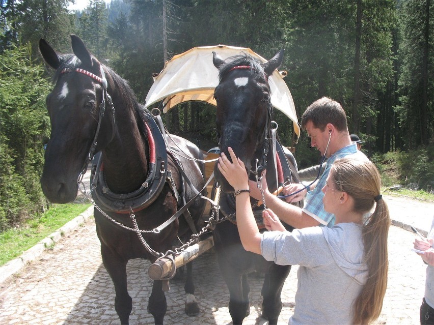 Tatry: badali konie w Morskim Oku [ZDJĘCIA]