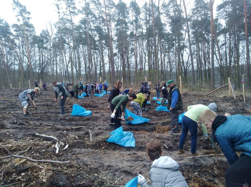 Licealiści sadzili las pod Kolnem - 1800 drzew...