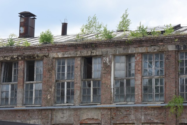 Tak kilkanaście lat temu wyglądała Polska Wełna w Zielonej Górze. W miejscu dawnej fabryki w 2008 roku powstało największe w mieście centrum handlowo-rozrywkowe. Pamiętacie tamte czasy? Człowiek przerwał działanie przyrody, która próbowała zagospodarować to miejsce po swojemu. Kliknij w przycisk "zobacz galerię" i przesuwaj zdjęcia w prawo - naciśnij strzałkę lub przycisk NASTĘPNE