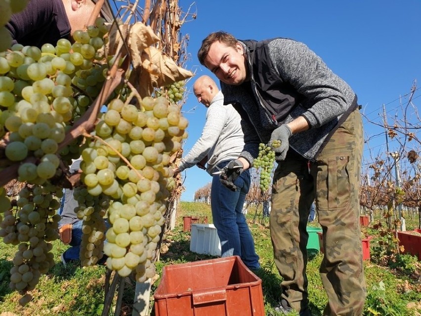 Zakończyło się winobranie w Jaśle. Słuchacze Studium Praktycznego Winiarstwa zebrali ponad 5 ton owoców w miejskiej winnicy [ZDJĘCIA]