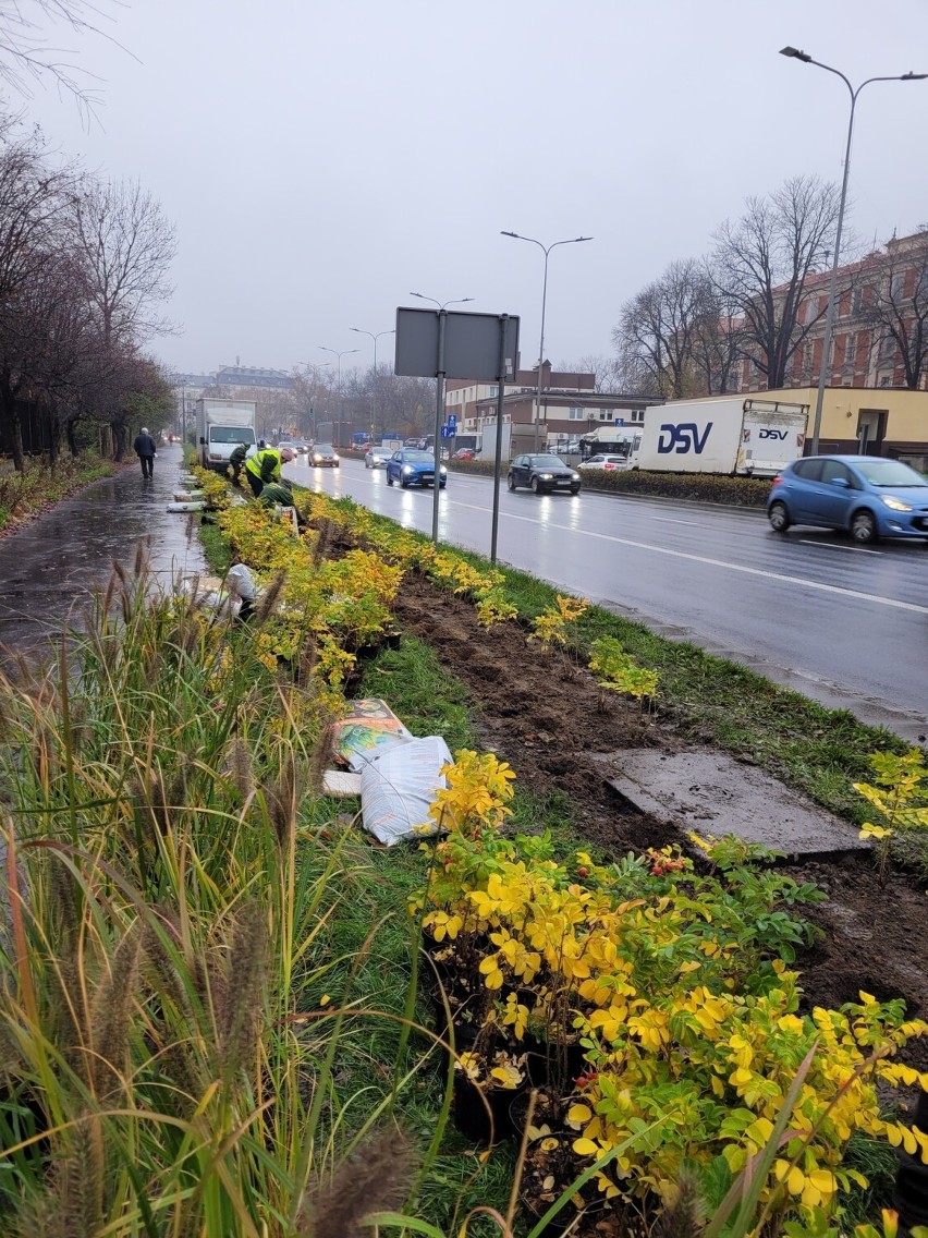 Nasadzenia drzew i krzewów na Alejach Trzech Wieszczów w Krakowie. Ma zniknąć smog