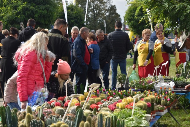 Tak przebiegały jesienne targi w Marszewie w 2022 roku. Oprócz tradycyjnego kiermaszu ogrodniczego, na odwiedzających czekały prezentacje ofert nowoczesnych środków do produkcji, ciągników, sprzętu rolniczego, materiałów budowlanych oraz urządzeń wykorzystujących odnawialne źródła energii. Odbył się również II Piknik Wielkopolskich Kobiet Gospodarnych