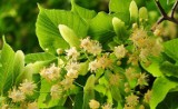 Te rośliny to zmora alergików, ich pyłki uczulają w lipcu. Kilka z nich jest szczególnie uciążliwych. Jak objawia się alergia na pyłki?