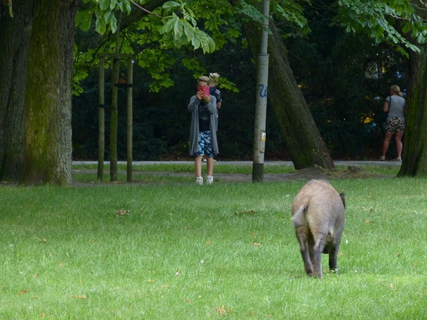 Nietypowa wycieczka po centrum Kołobrzegu... dzików   