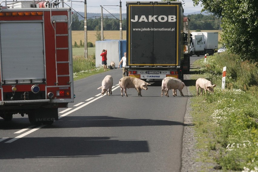 Wypadek ciężarówki ze świniami na trasie Legnica - Złotoryja (ZDJĘCIA)