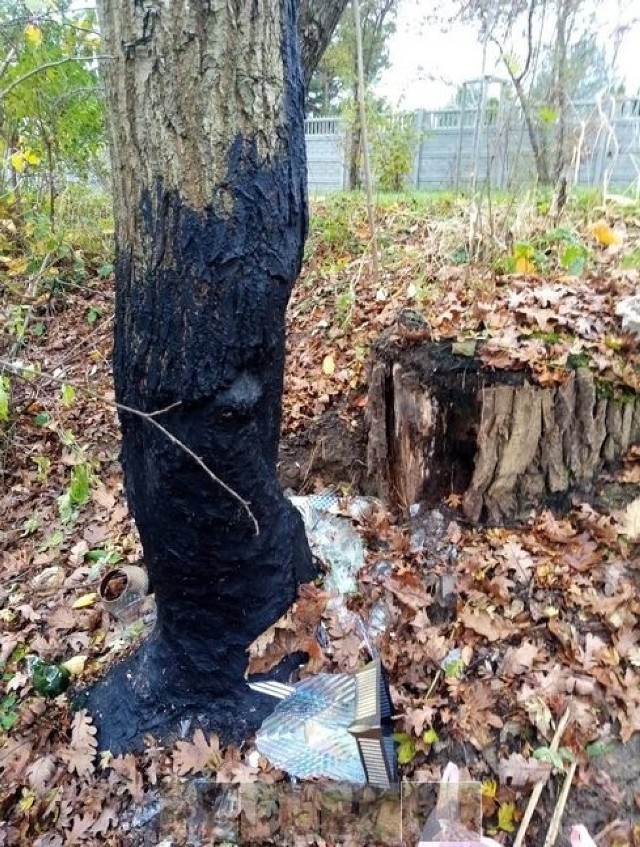 Spalona kora drzew i rozsypane szkło ze stłuczonych zniczy, tak ktoś walczy z bobrami nad kieleckim zalewem przy ulicy Klonowej w Kielcach