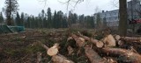 Nowy Targ. Miasto wycięło niemal 180 drzew, by zbudować strefę aktywności gospodarczej
