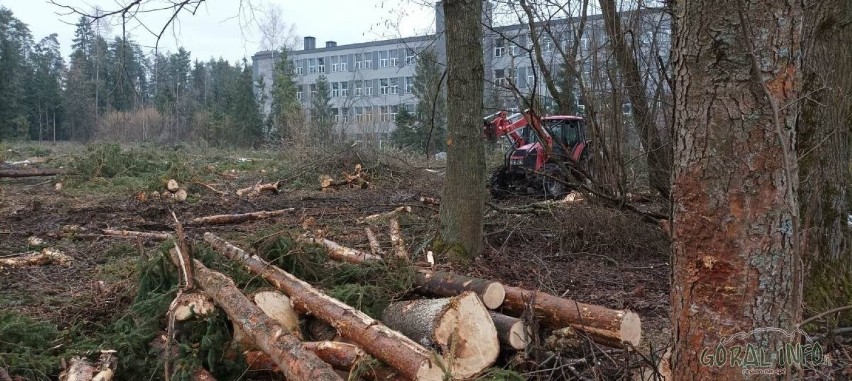 W przy ul. Ludźmierskiej miasto wycięło niemal 180 drzew. W...