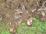 Pole zaorane martwymi kurczakami w Siemianowicach Śląskich-Przełajce [ZDJĘCIA]