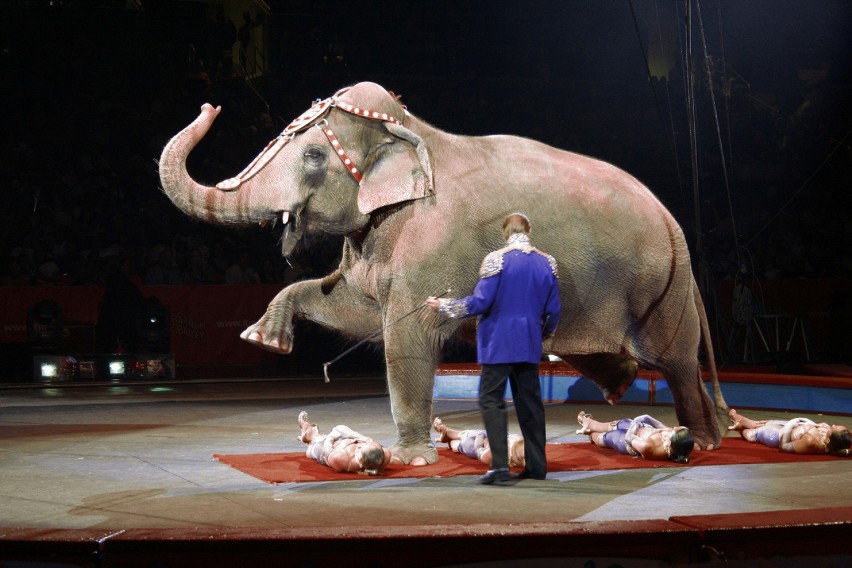 Słonie na cyrkowej arenie już w Świeciu nie zagoszczą