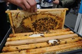 Pszczoły zadomowiły się w Krakowie [ZDJĘCIA, WIDEO]