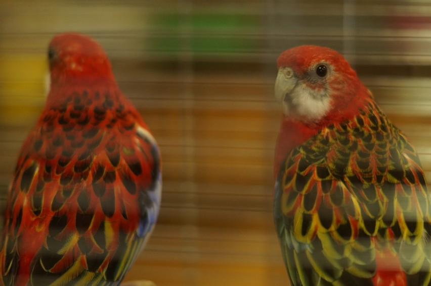 Wystawa ptaków egzotycznych w Inowrocławiu [zdjęcia] 