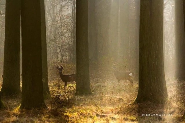 Jerzemu Malickiemu udało się sfotografować dziką zwierzynę lubuskich lasów.