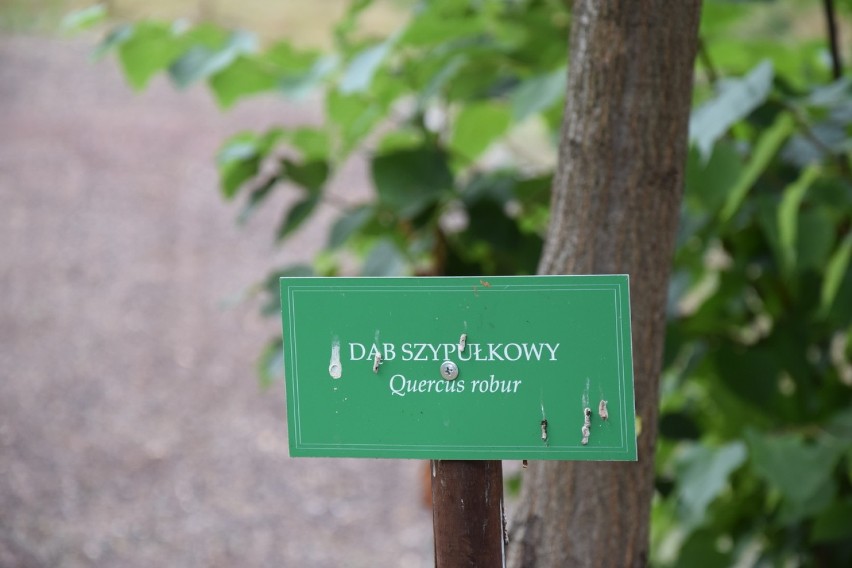 Arboretum w Chełmie Śląskim