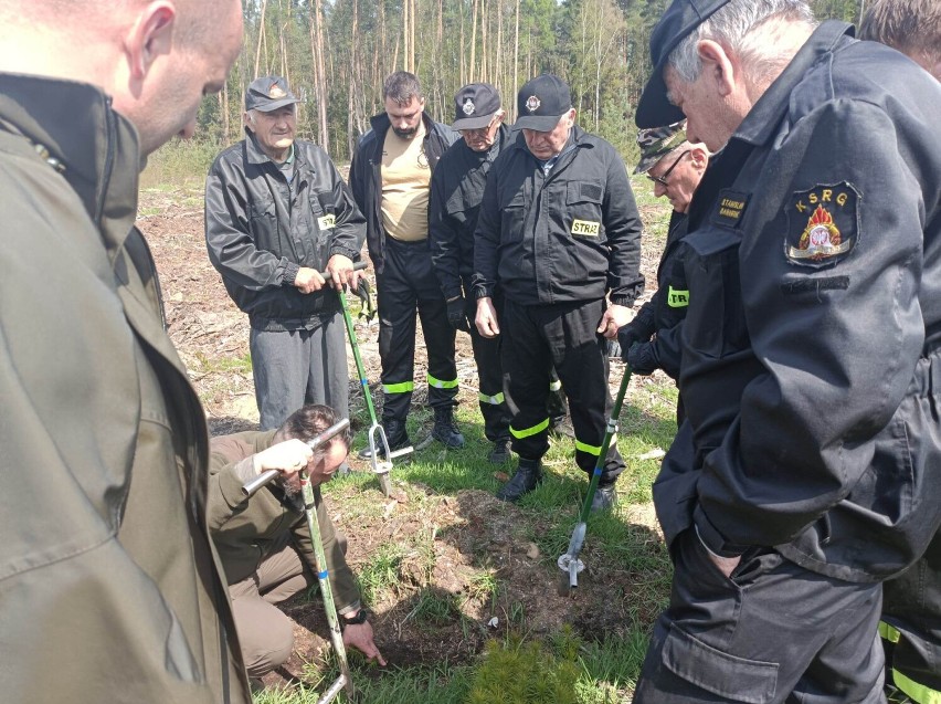 Sadzenie lasu papieskiego w Karczowiskach w gminie Lubin w...
